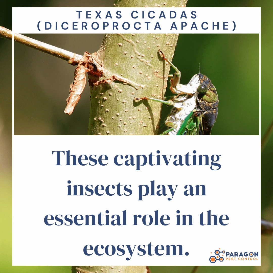 Embracing the Enchanting World of Texas Cicadas A Summer Symphony