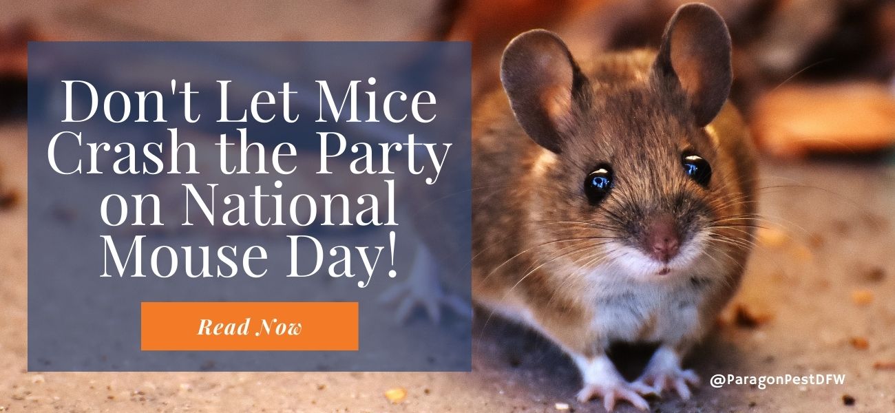 National Mouse Day Why Rodent Exclusion Matters for Your Home